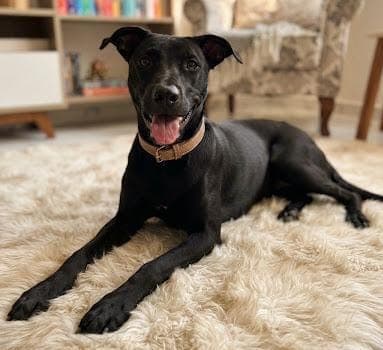 Jumbo Melez Köpek fotoğrafı