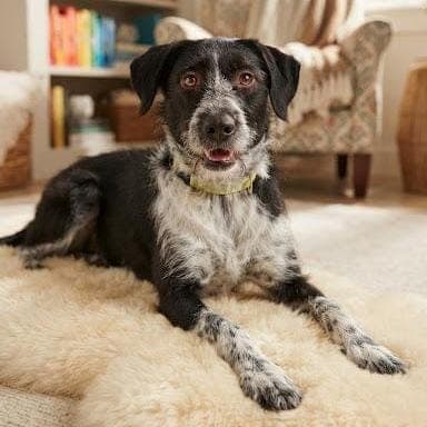 Şerif Av Köpeği Köpek fotoğrafı