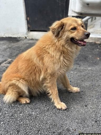 Lidya Melez Köpek fotoğrafı