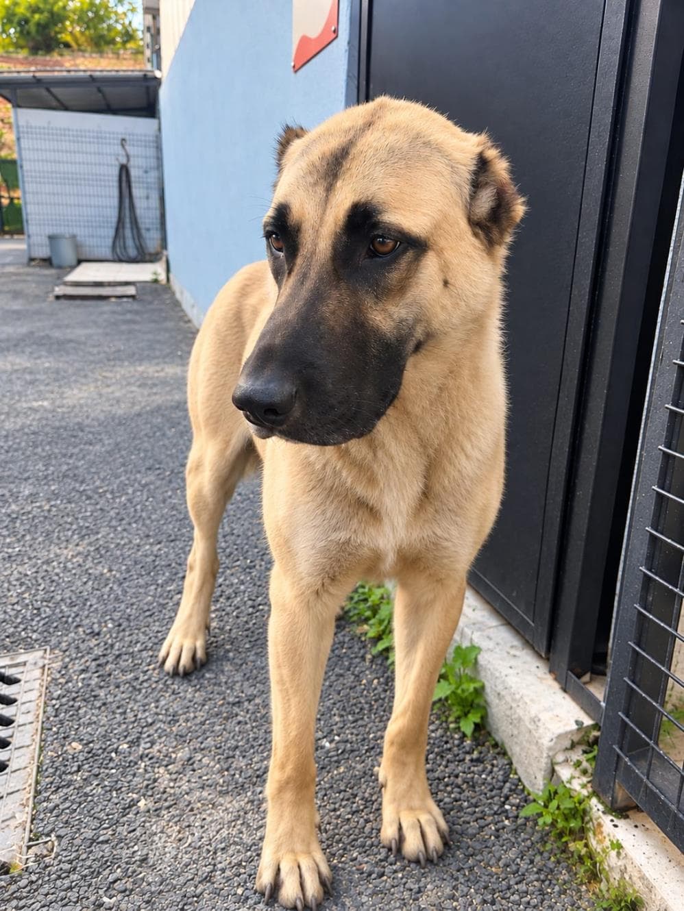 Güneş Kangal Köpek fotoğrafı