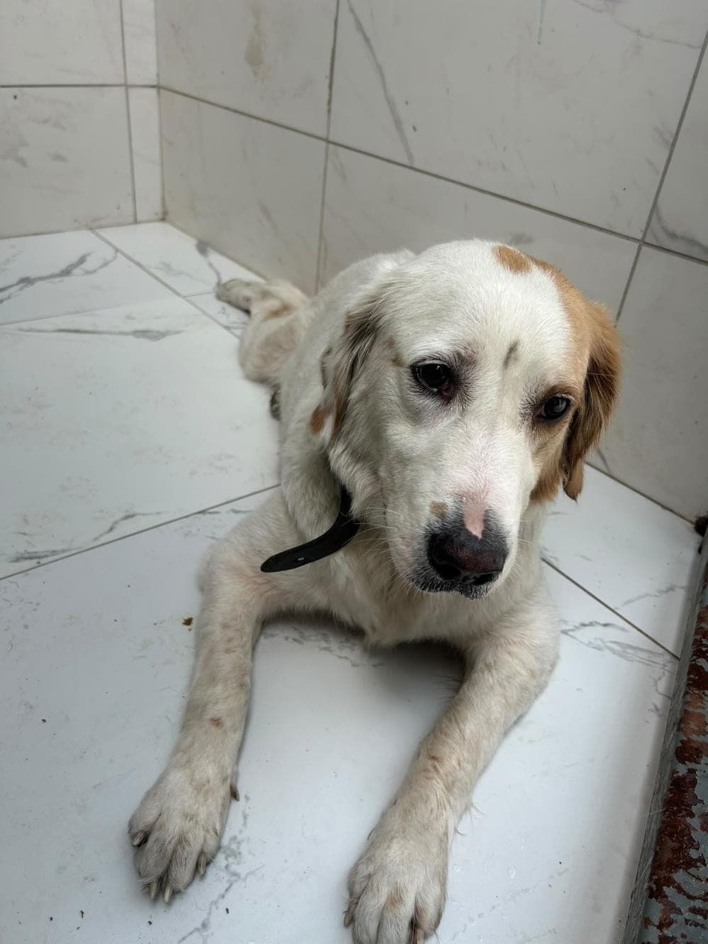 Heli Melez Köpek fotoğrafı