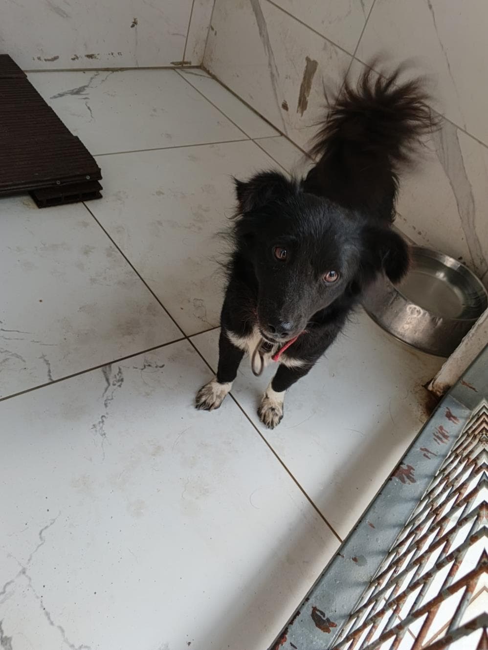 Kömür Melez Köpek fotoğrafı