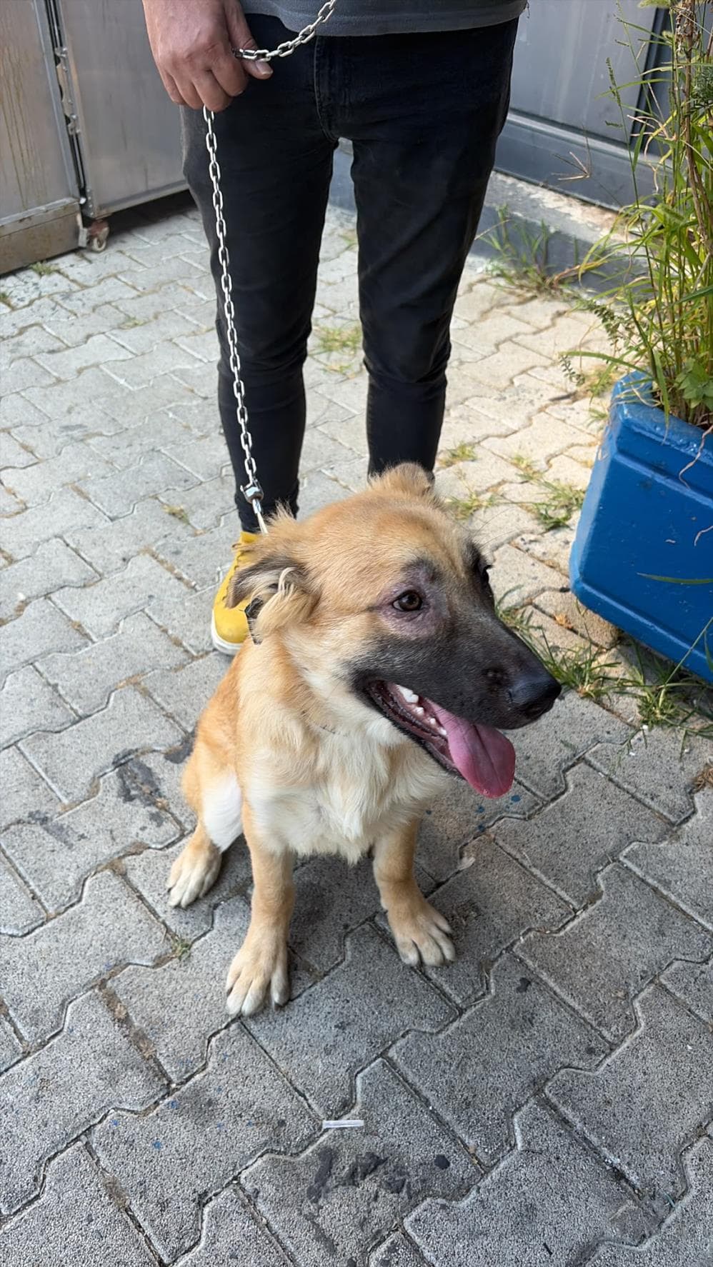 Limon Melez Köpek fotoğrafı
