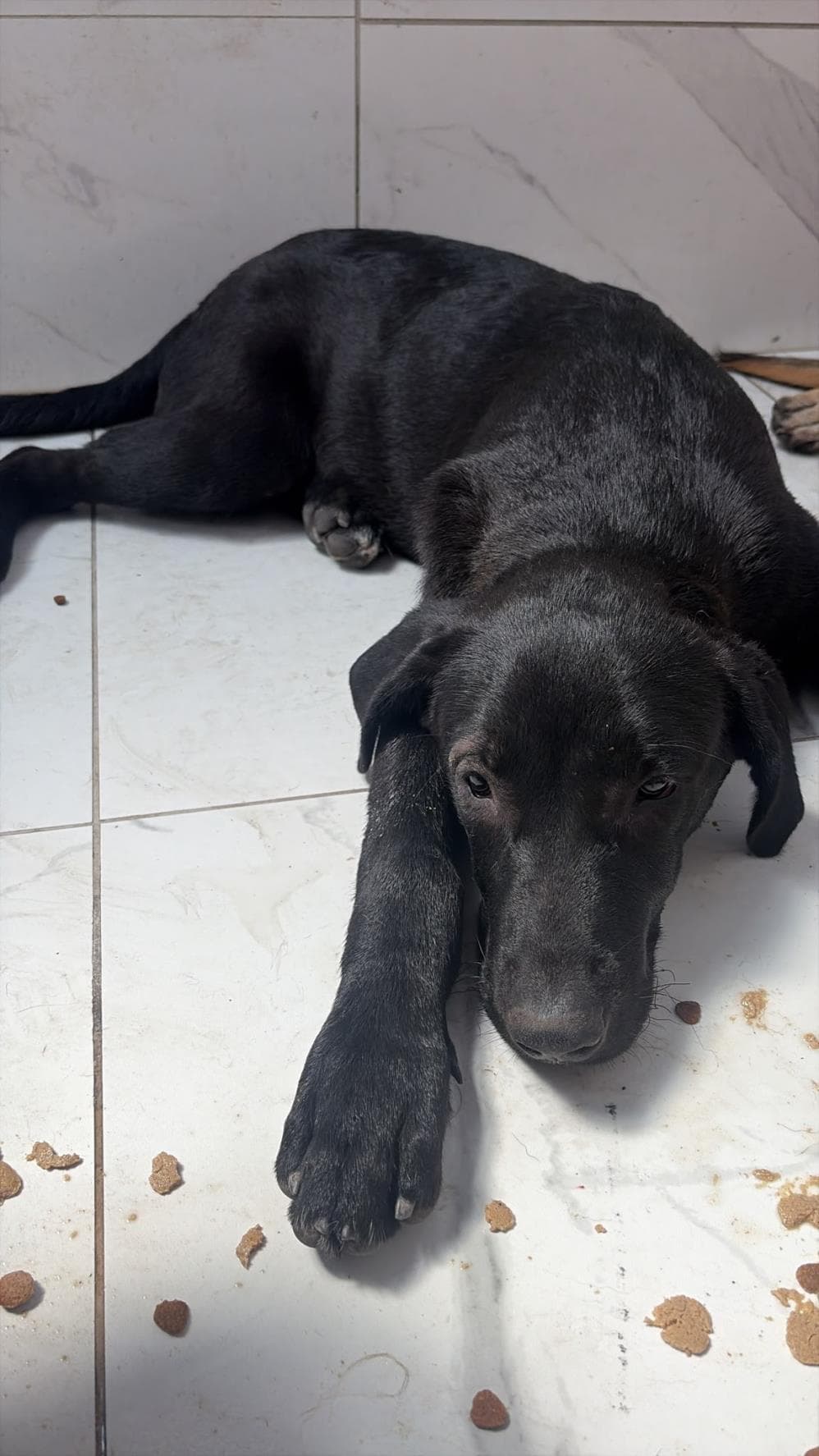 Karam Melez Köpek fotoğrafı