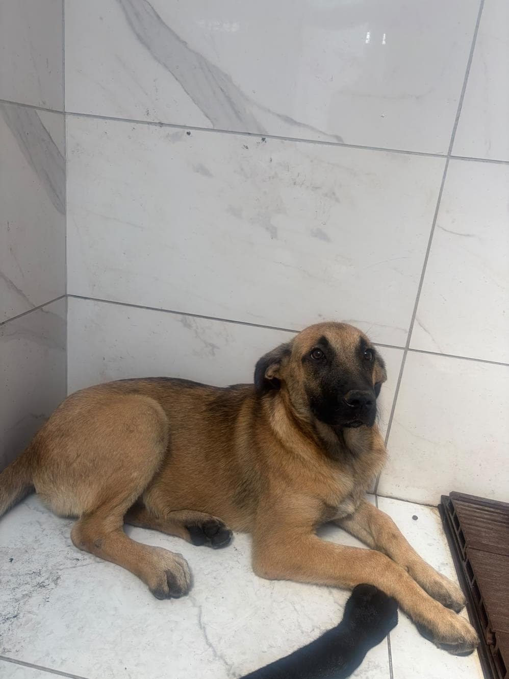 Bal Melez Köpek fotoğrafı
