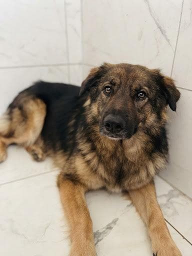 Latte Melez Köpek fotoğrafı