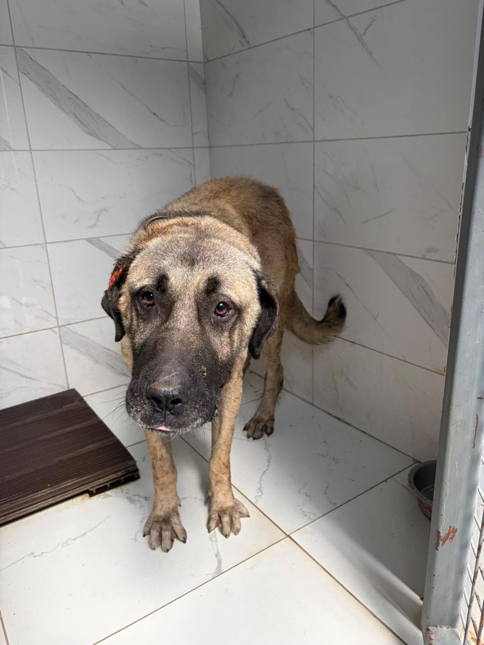 Dede Melez Köpek fotoğrafı
