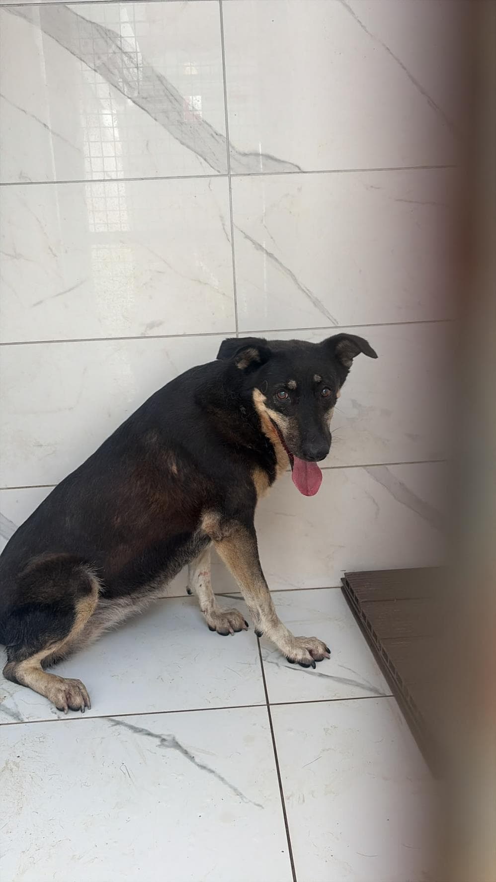 Bade Melez Köpek fotoğrafı