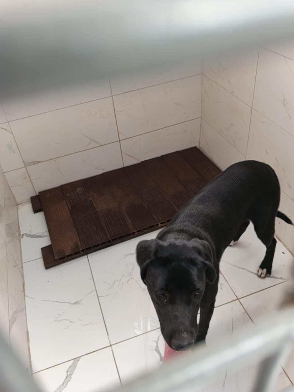 İnci Melez Köpek fotoğrafı