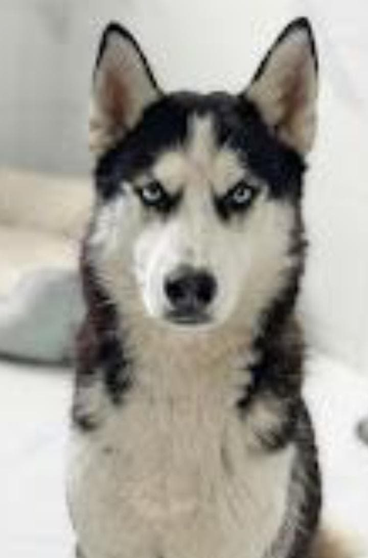 Maşa Sibirya Kurdu Köpek fotoğrafı