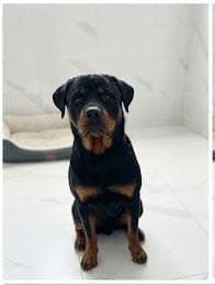Prenses Rottweiler Köpek fotoğrafı