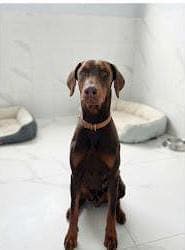 Dobby Doberman Köpek fotoğrafı