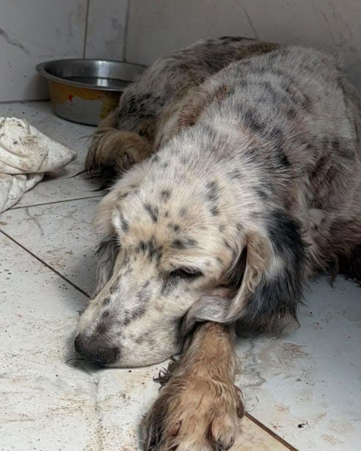 Çilli Av Köpeği Köpek fotoğrafı