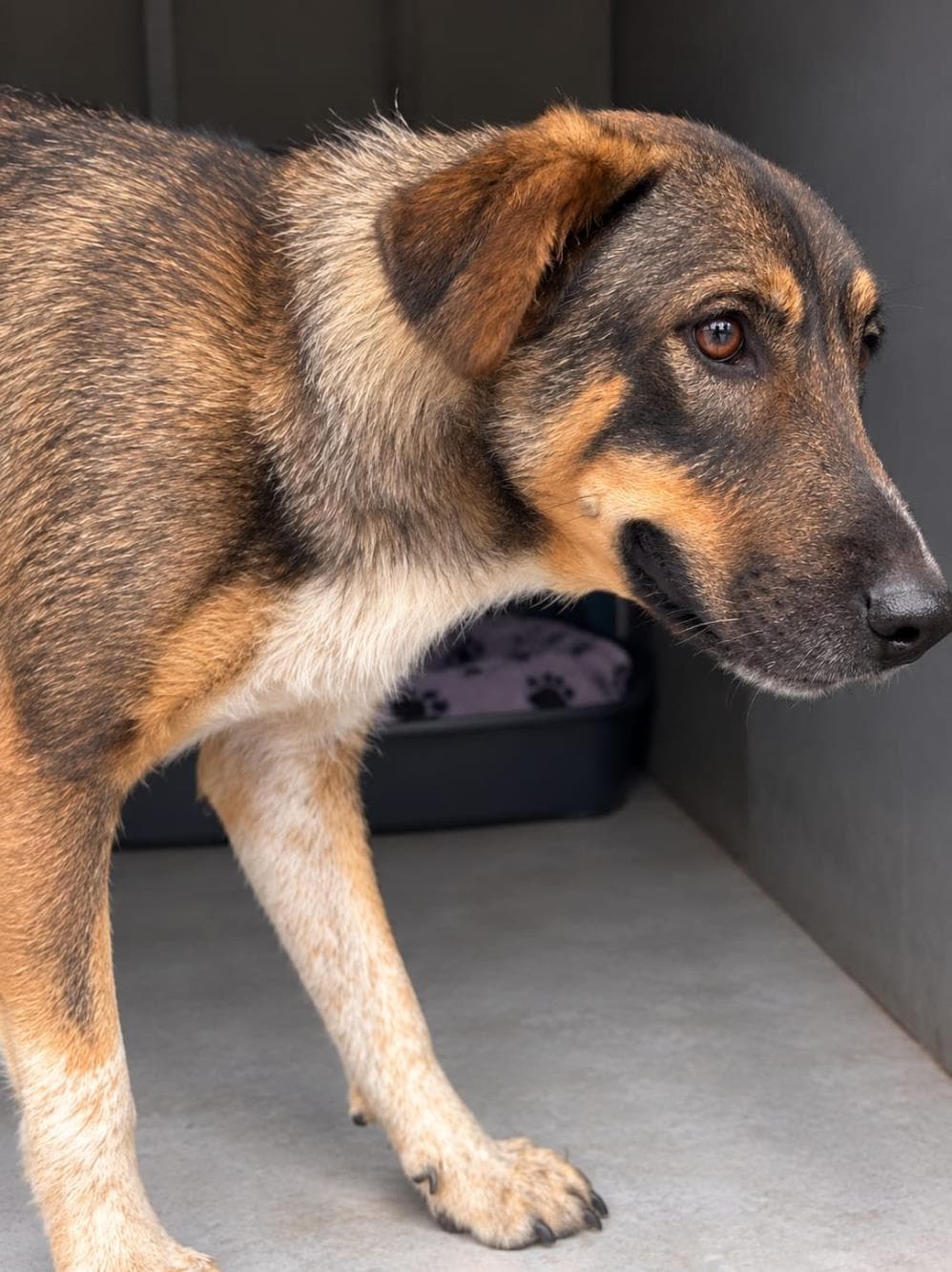 Nero Melez Köpek fotoğrafı