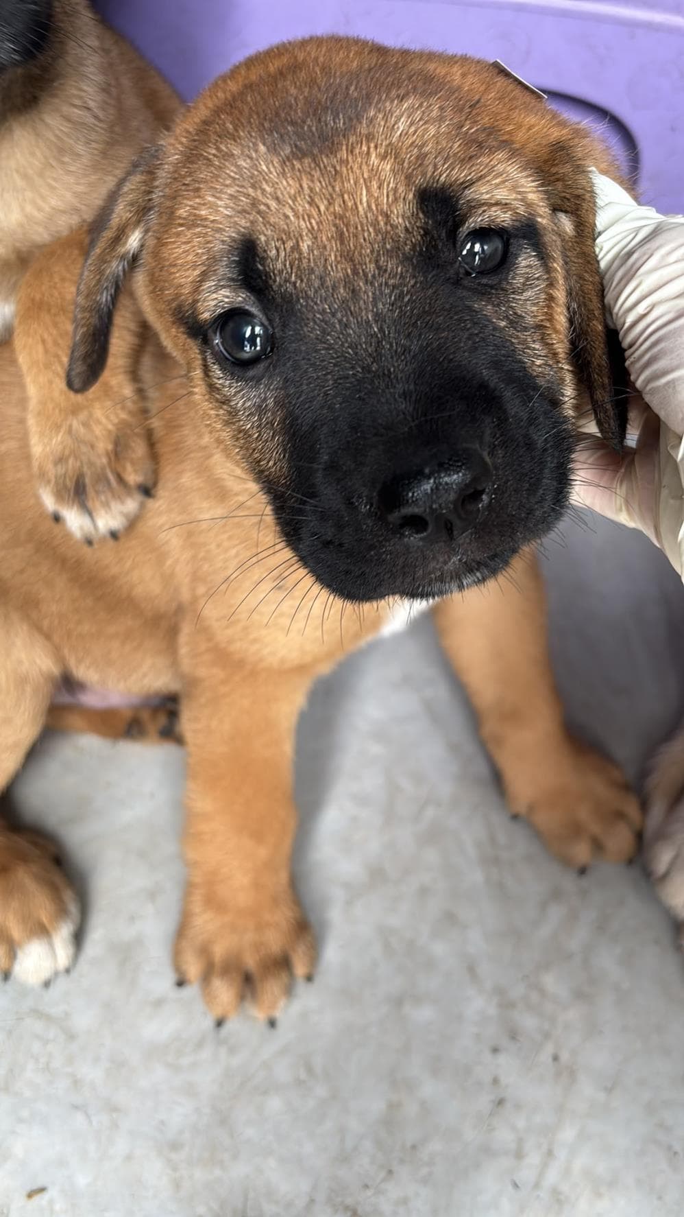 Pablo Melez Köpek fotoğrafı