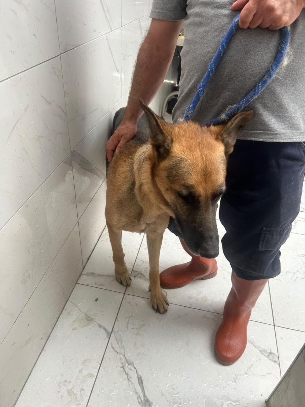 Thor Alman Kurt Köpeği Köpek fotoğrafı