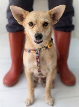 Lilibet Melez Köpek fotoğrafı