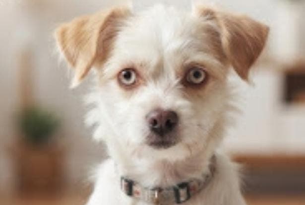 Poka Melez Köpek fotoğrafı