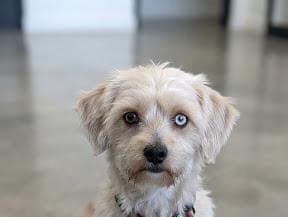 Zeze Melez Köpek fotoğrafı