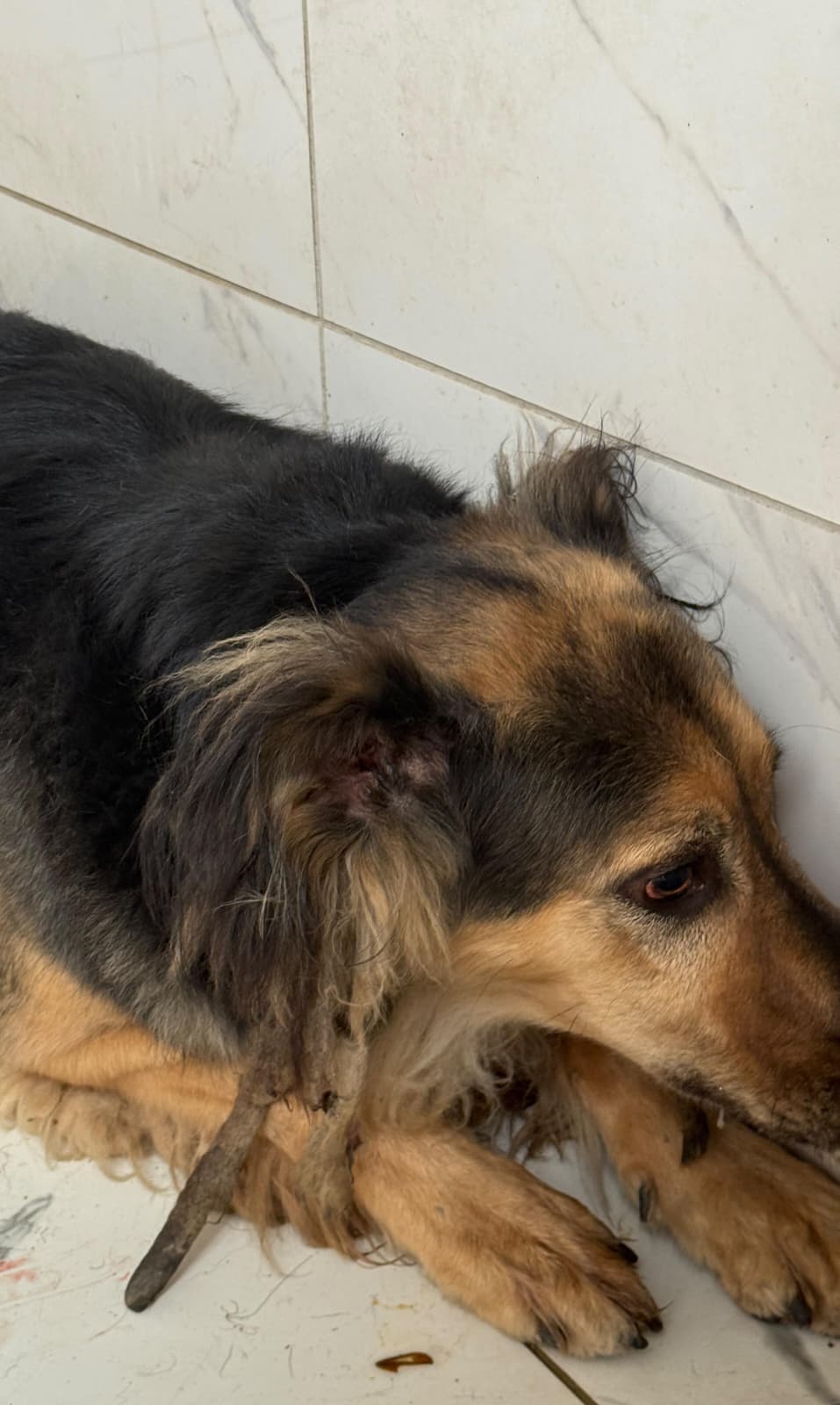 Zozi Melez Köpek fotoğrafı