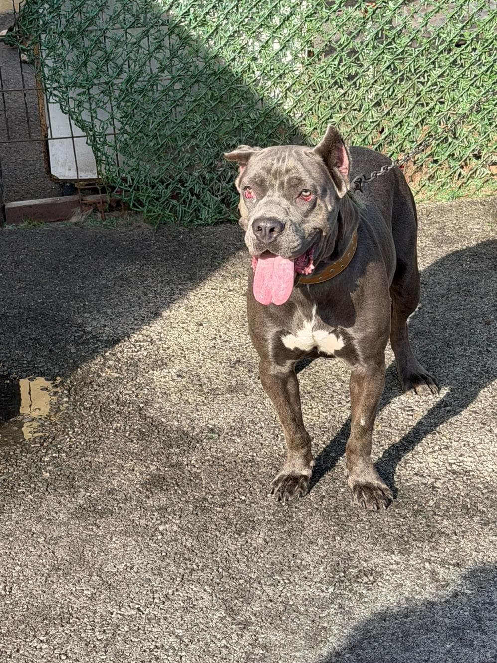 Maya Cane Corso Köpek fotoğrafı