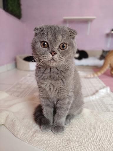 Frank British Shorthair Kedi fotoğrafı