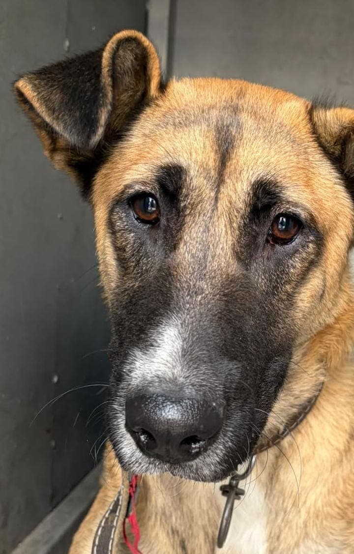 Siri Melez Köpek fotoğrafı