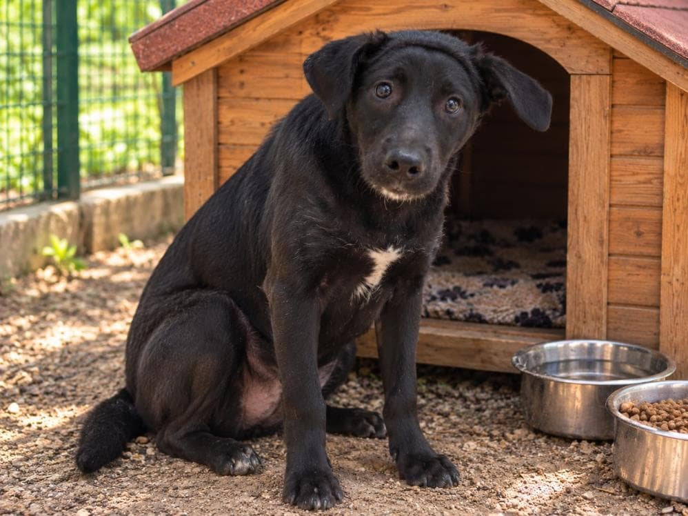 Karamela Melez Köpek fotoğrafı