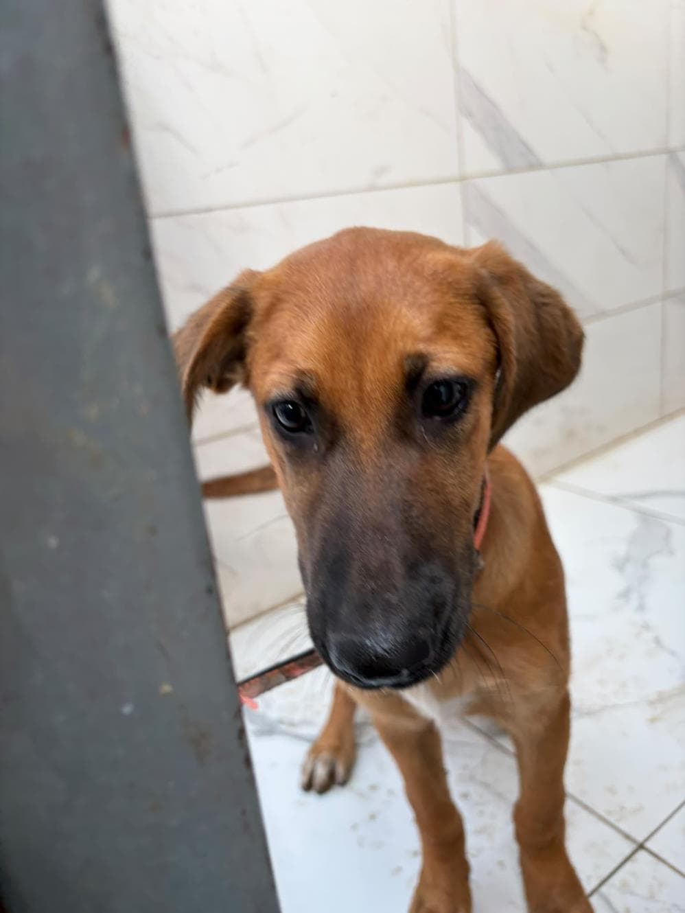 Sümbül Melez Köpek fotoğrafı