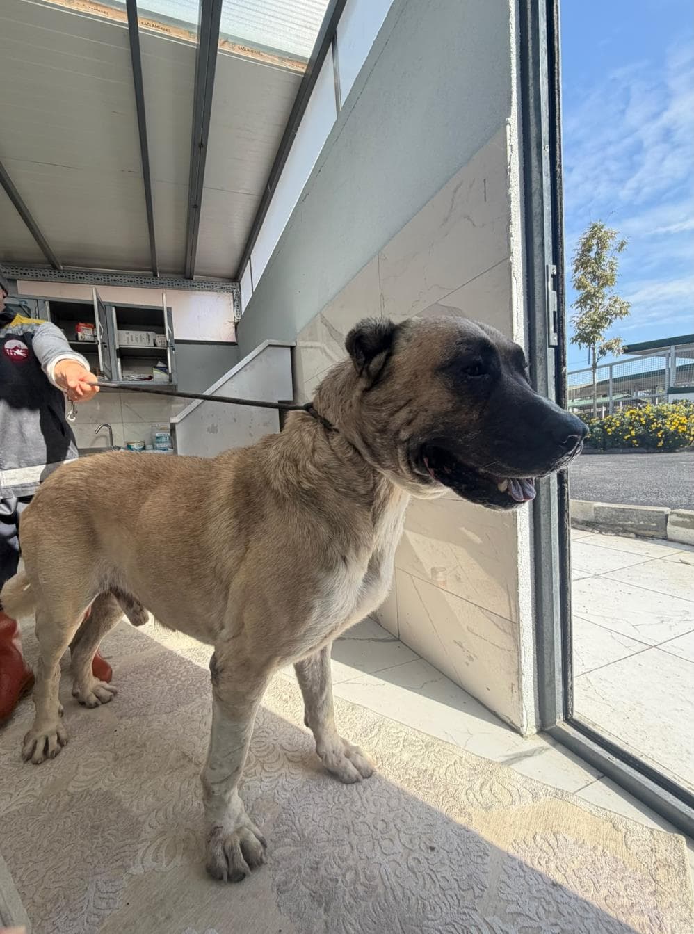 Boğaç Kangal Köpek fotoğrafı