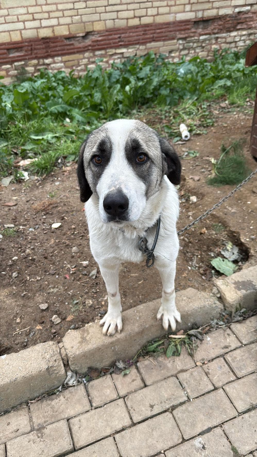 Fatih Bolulu Anadolu Çoban Köpeği Köpek, İstanbul