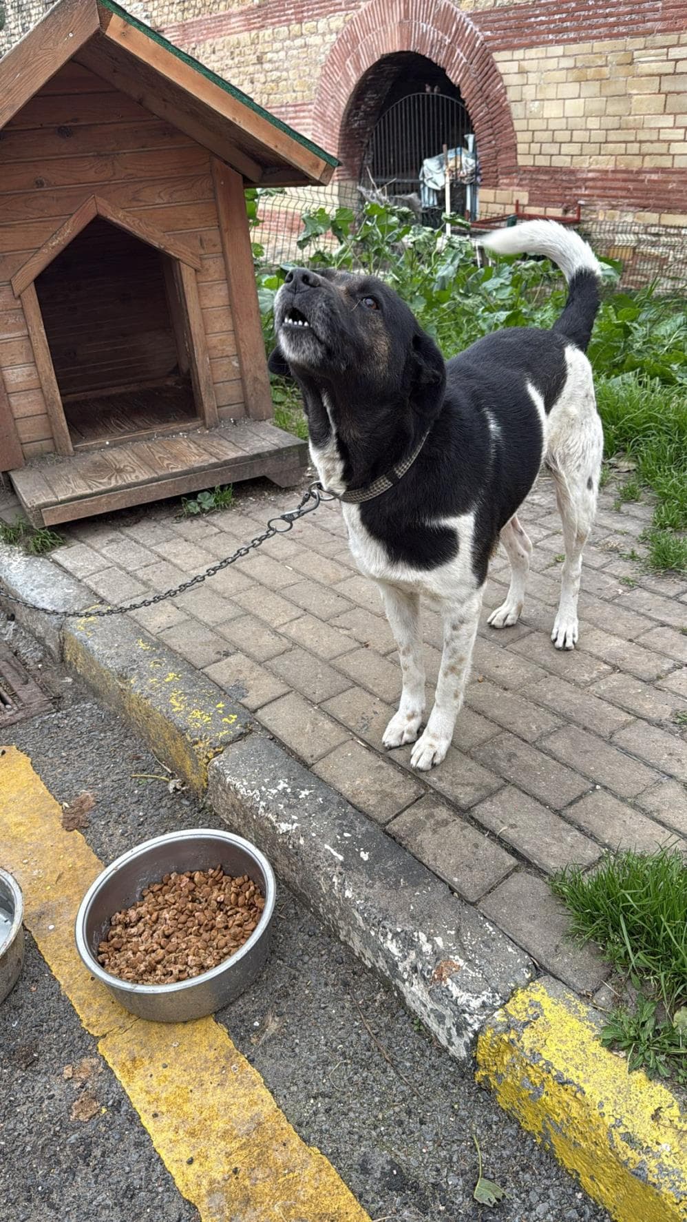 Fatih Puding Av Köpeği Köpek, İstanbul