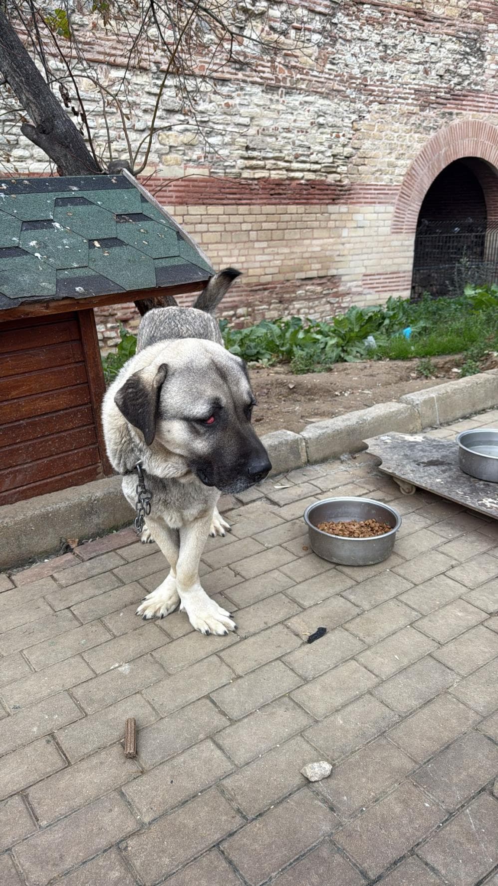 Fatih Minik Kangal Çoban Köpek, İstanbul
