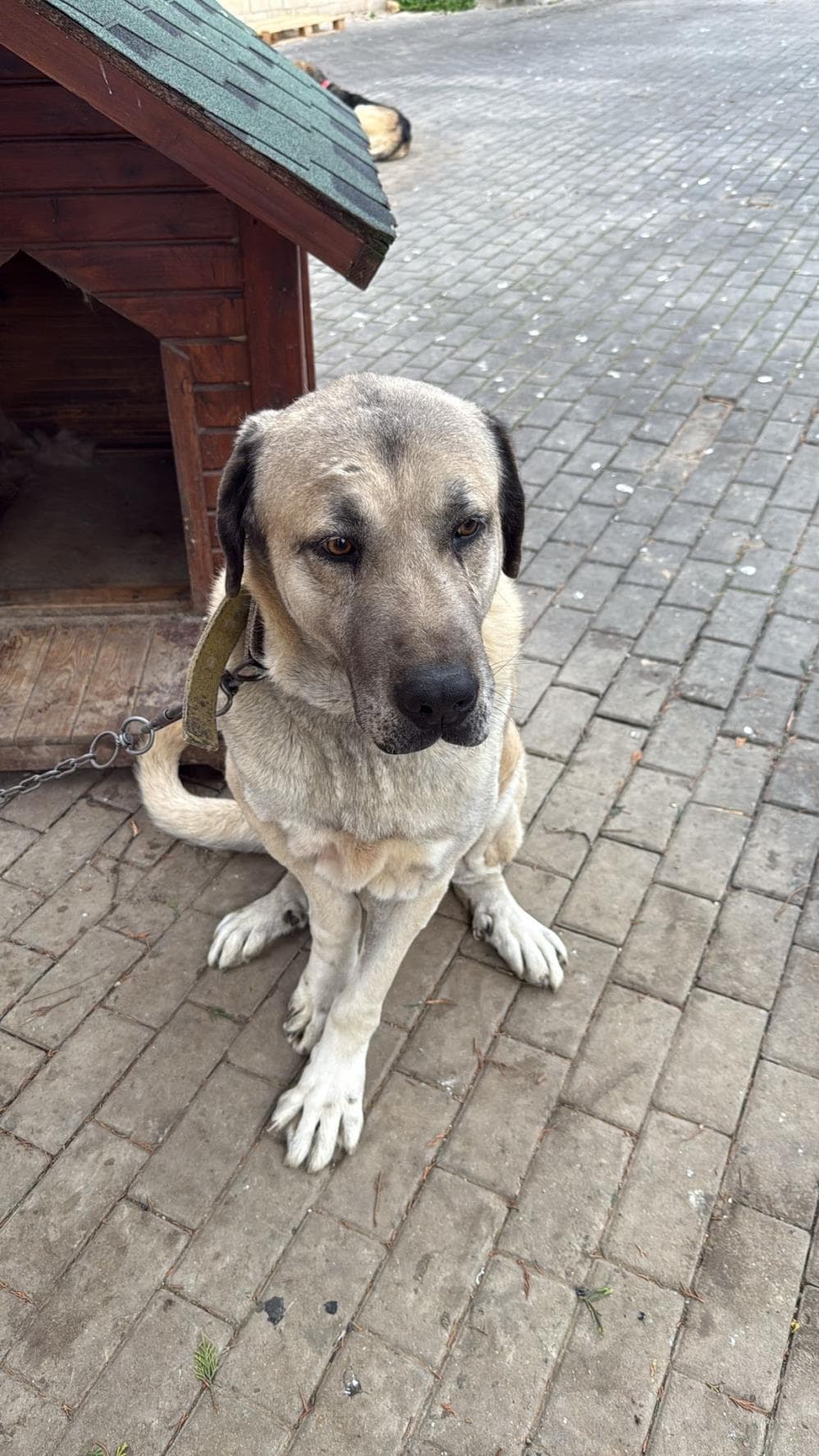 Fatih Efe Kangal Çoban Köpek, İstanbul