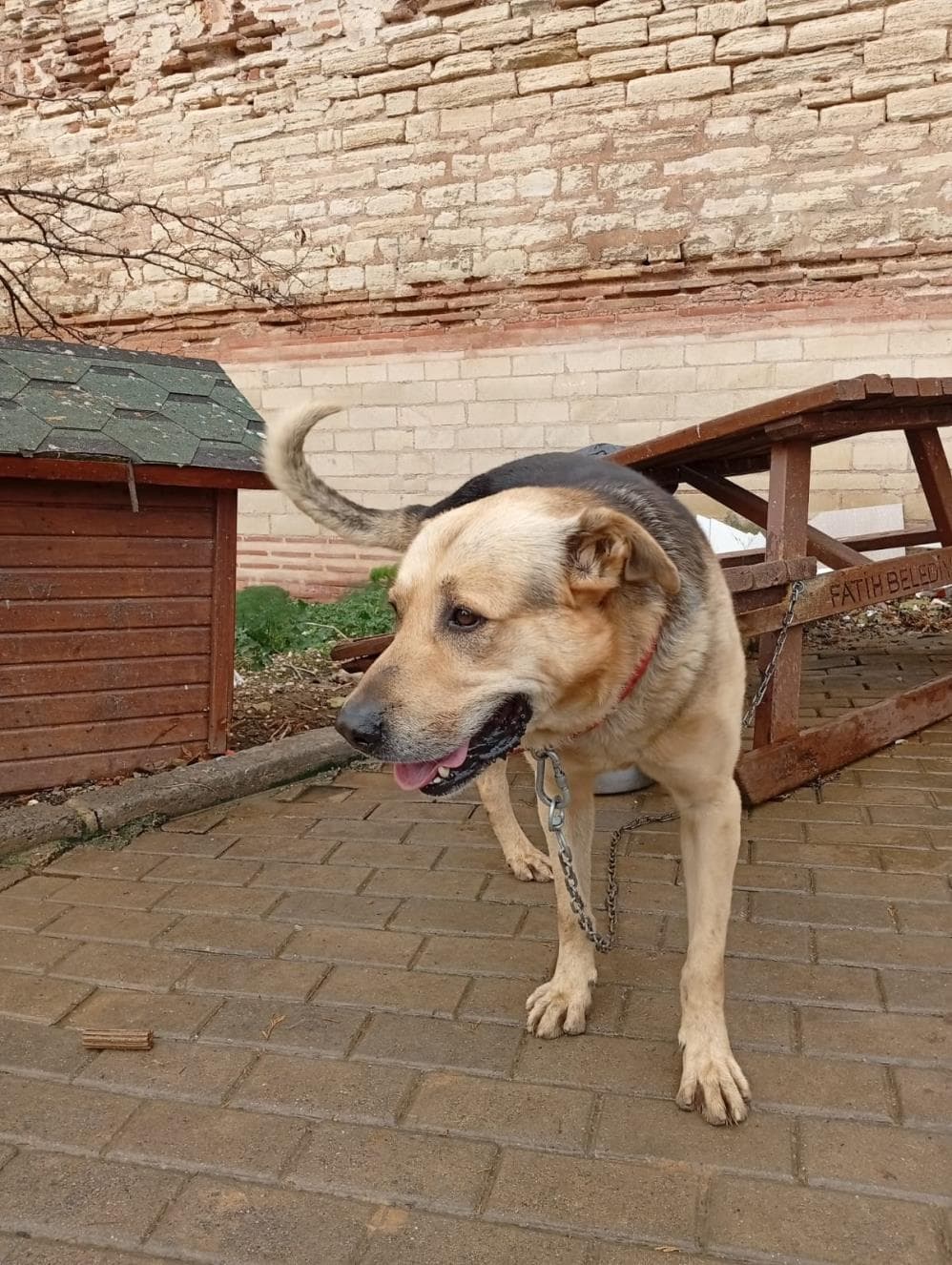 Fatih Haydut Anadolu Çoban Köpeği Köpek, İstanbul
