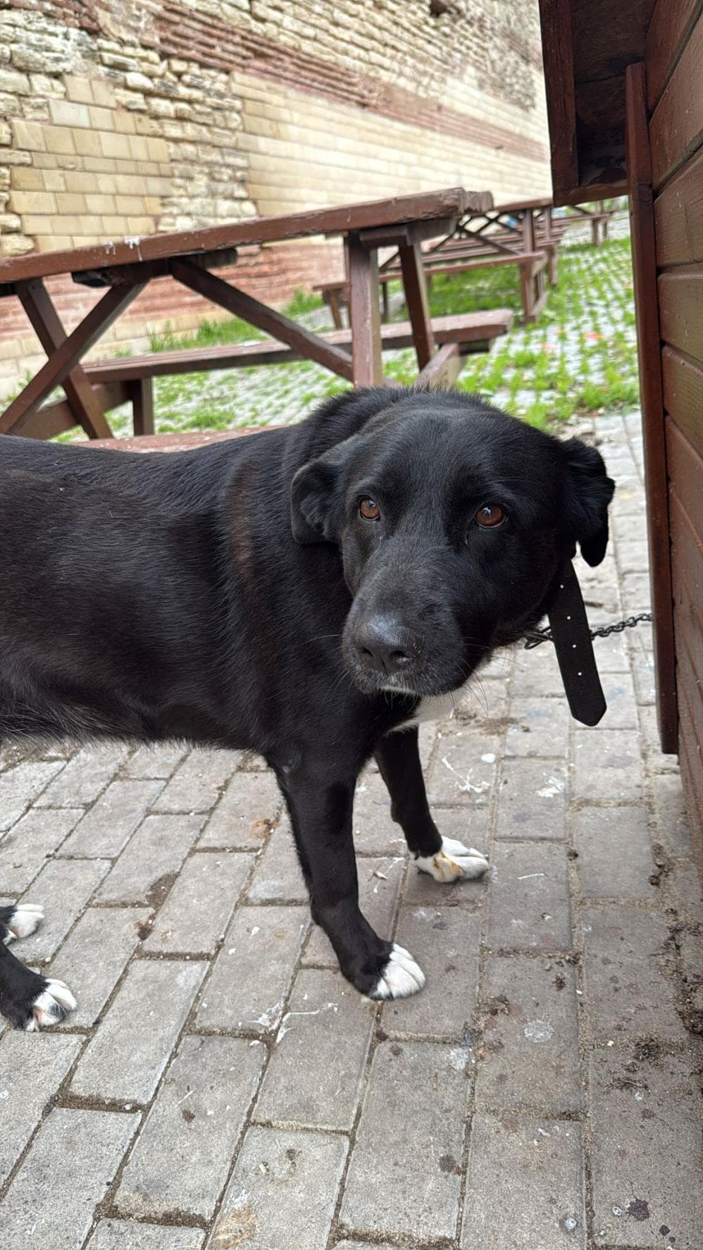 Fatih Arap Anadolu Çoban Köpeği Köpek, İstanbul