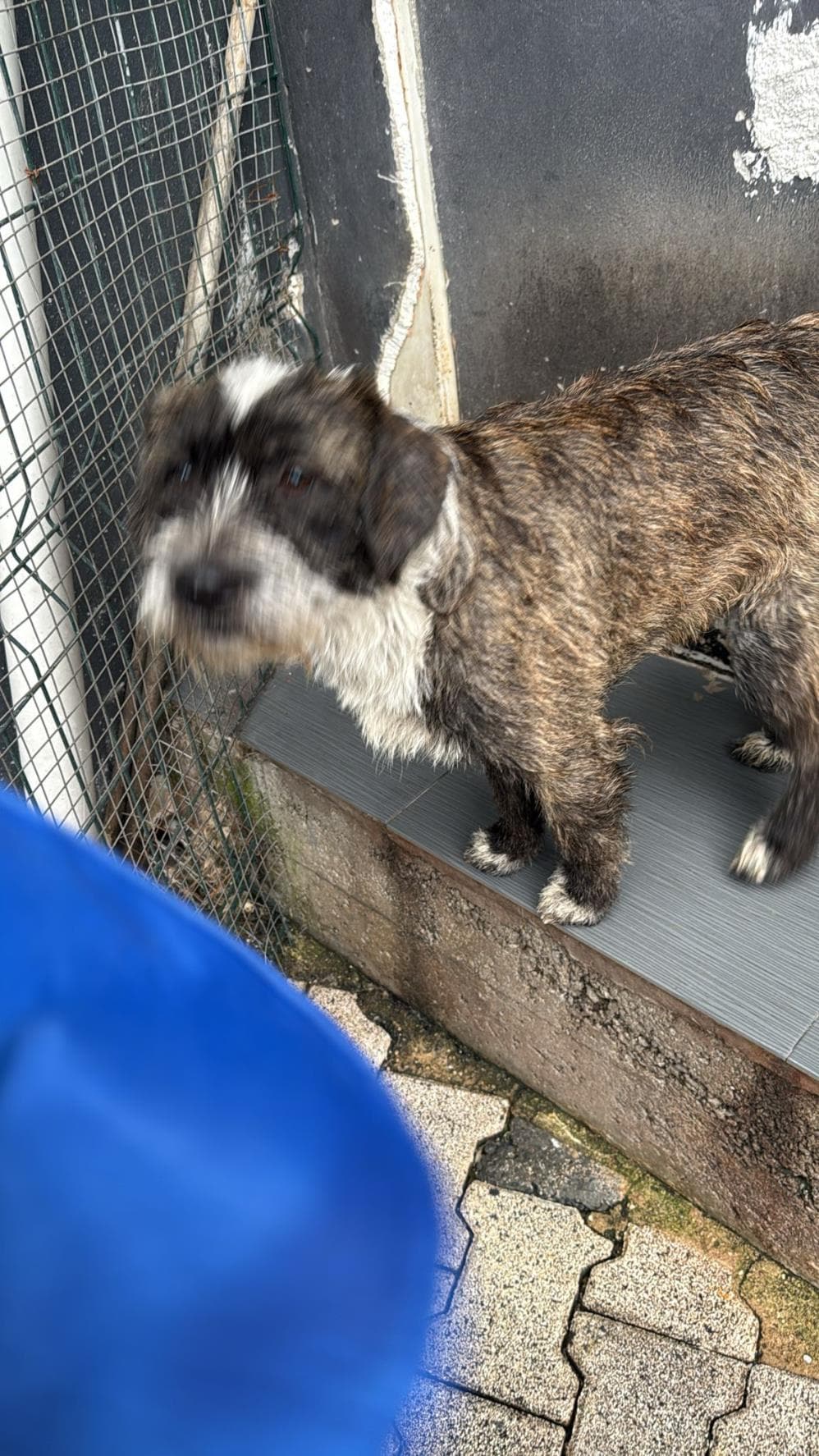 Fatih Tommy Melez Köpek, İstanbul