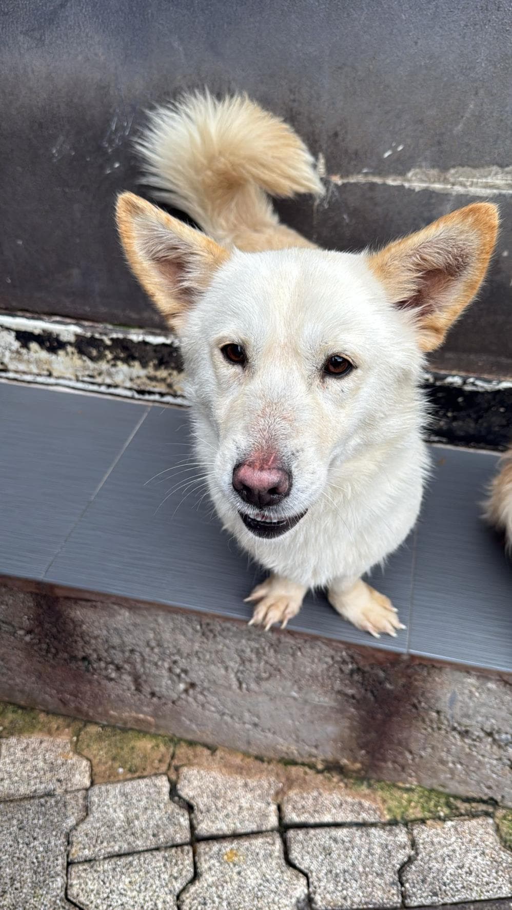Fatih Bal Melez Köpek, İstanbul