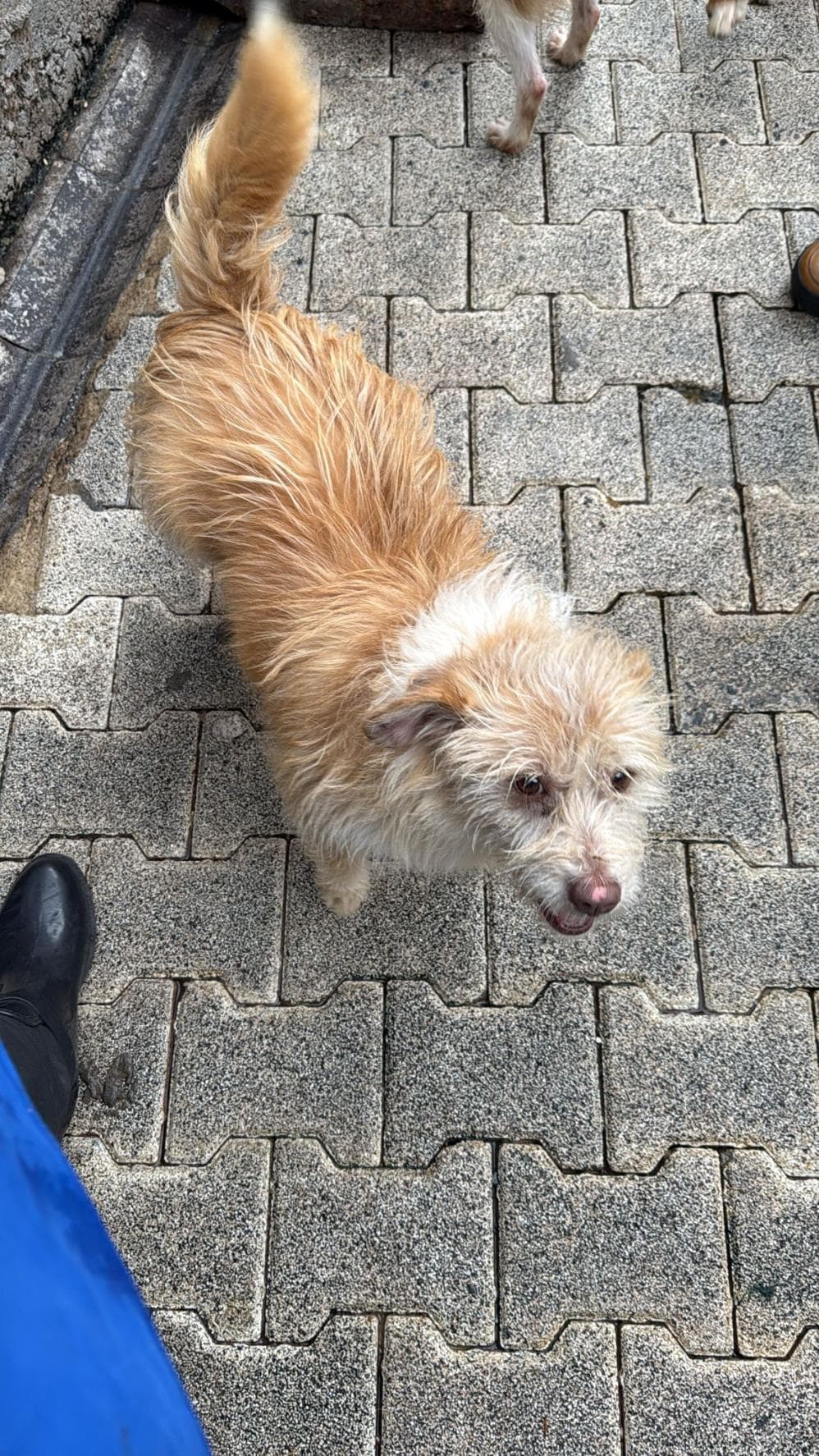 Fatih Kadayıf Melez Köpek, İstanbul