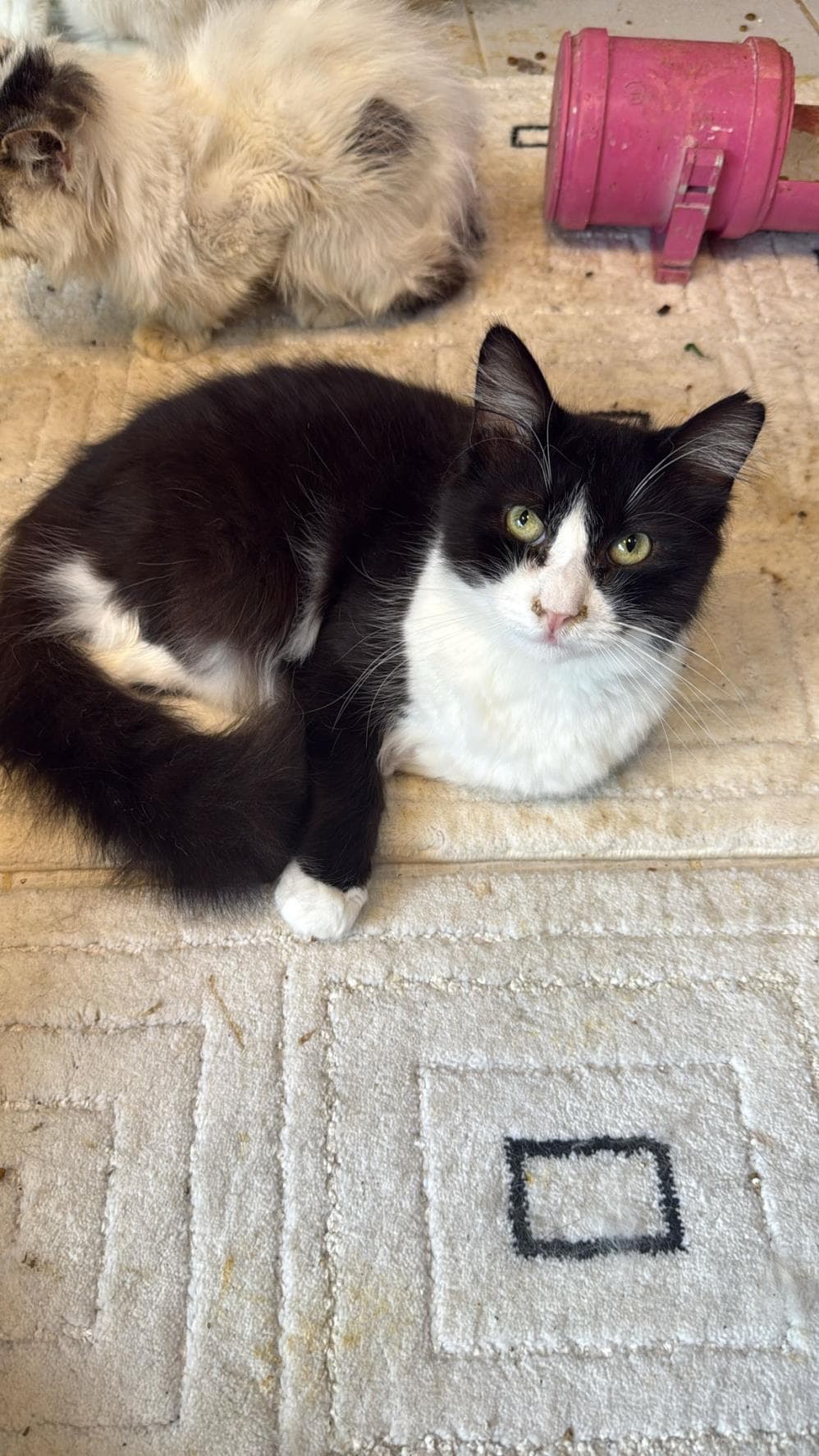 Bombom Smokin Kedi, İstanbul