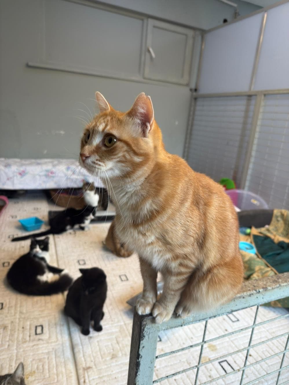 Fatih Venüs Sarman Kedi, İstanbul