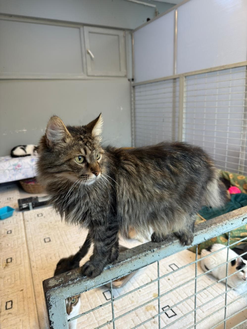 Fatih İrma Tekir Kedi, İstanbul