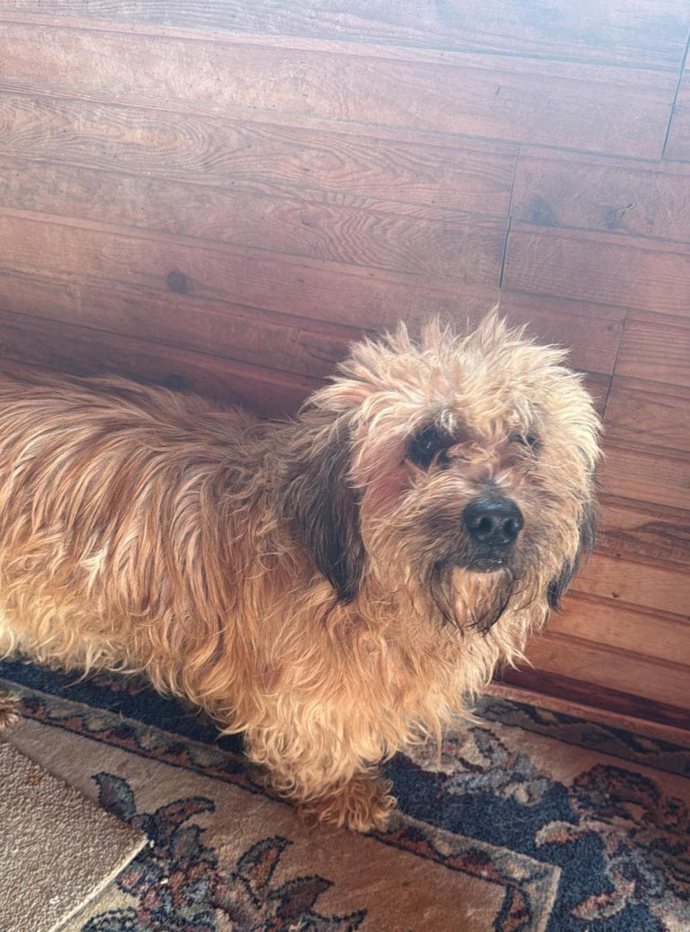Fatih Püskül Melez Köpek, İstanbul