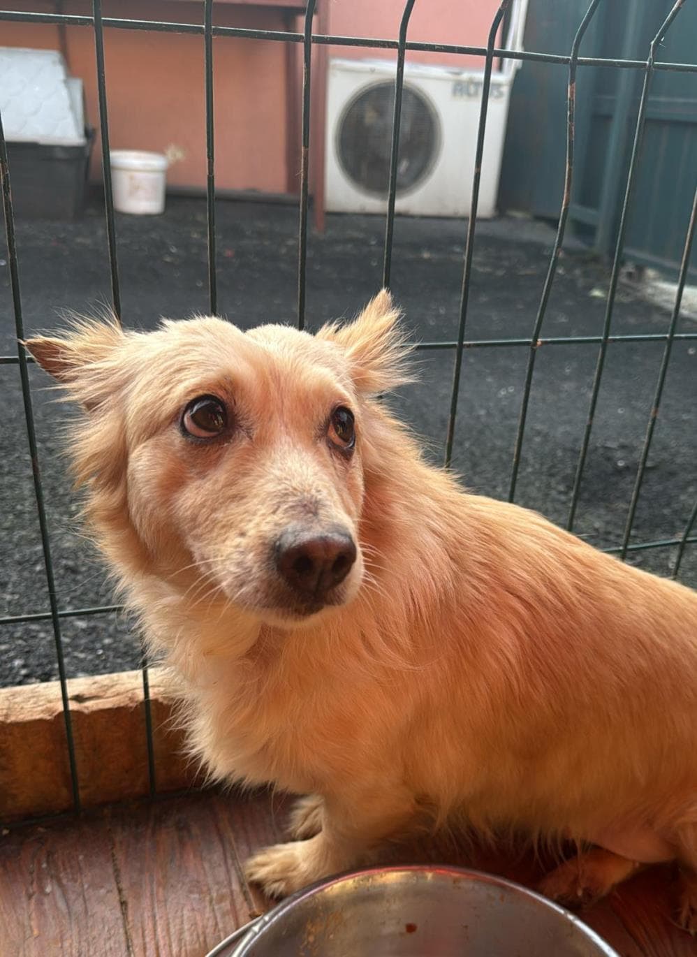 Fatih Tarçın Melez Köpek, İstanbul