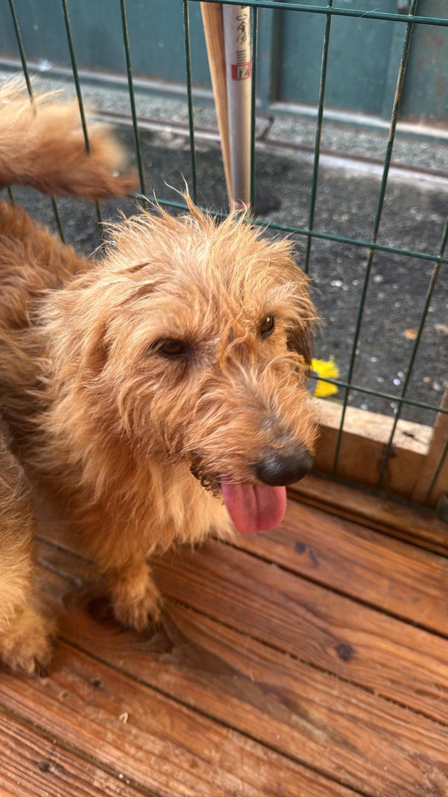 Fatih Şımarık Melez Köpek, İstanbul