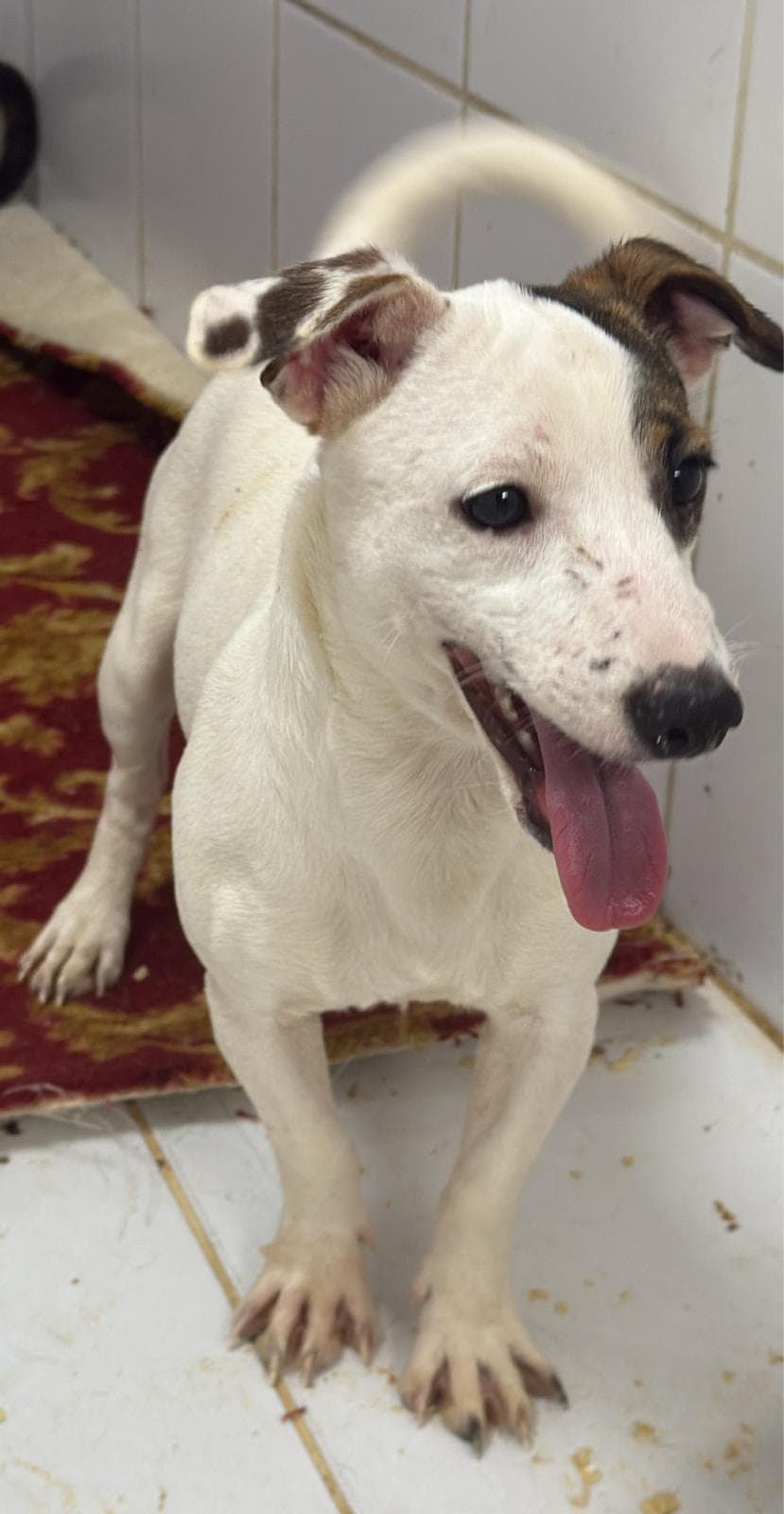 Fatih Karla Jack Russell Terrier Köpek, İstanbul