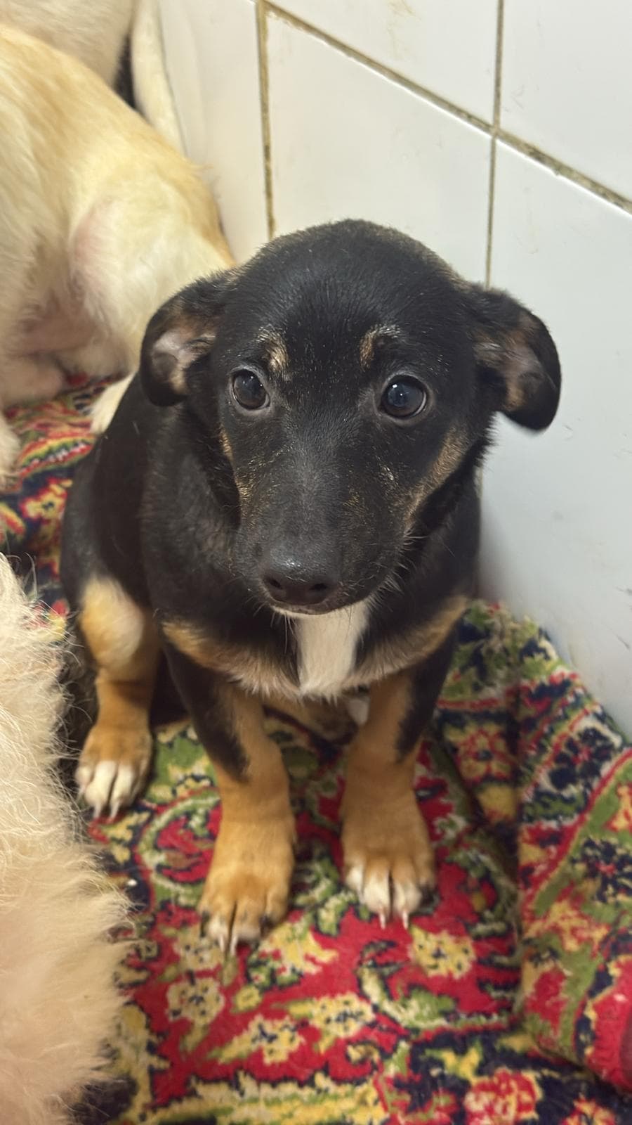 Fatih Karamel Melez Köpek, İstanbul