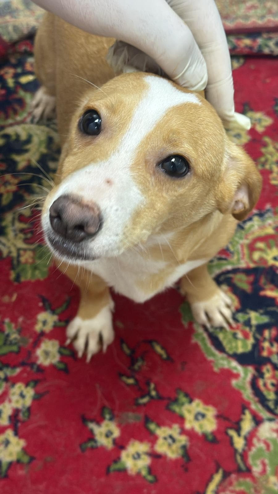Fatih Kahve Melez Köpek, İstanbul