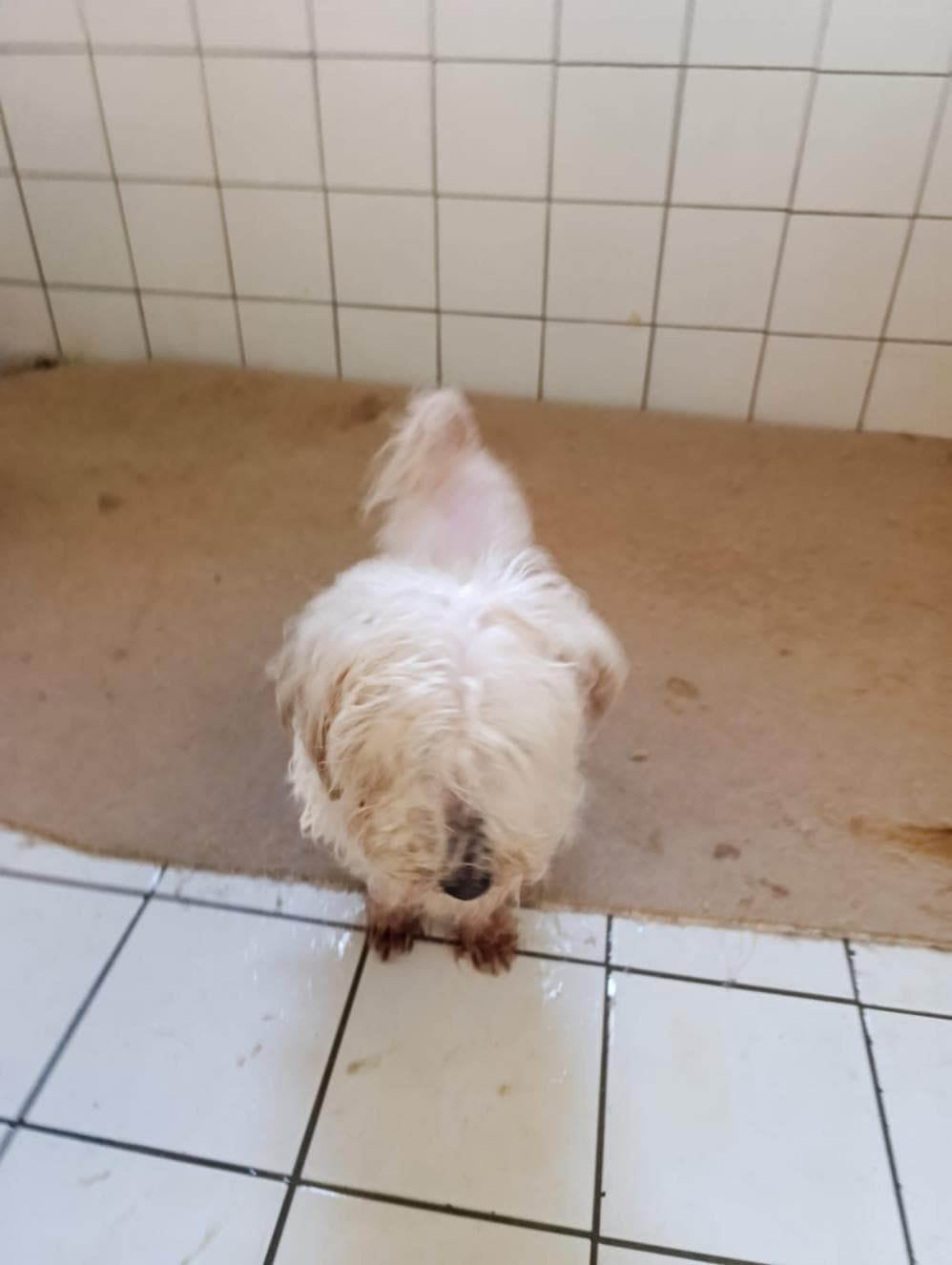 Fatih Bulut Maltese Terrier Köpek, İstanbul