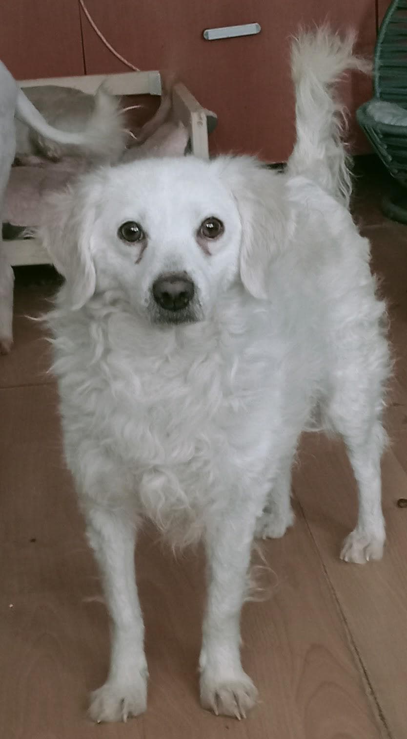 Fatih Şeker Fox Terrier Köpek, İstanbul